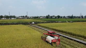 超级稻“川康优6308”亩产达831.91公斤