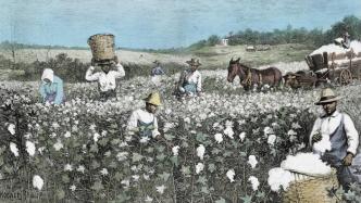 《乱世佳人》的生命线：一种农作物在美国佐治亚州的兴衰史