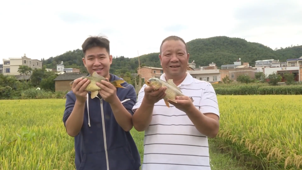 云南陆良：稻鱼共生，粮渔双丰收