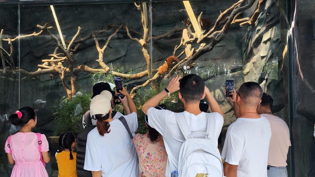 探访开园前的武汉动物园：修栈道看动物从“俯视”变“平视”