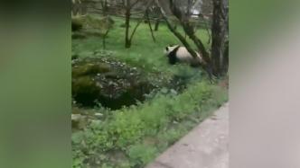 村民路上偶遇野生大熊猫，镇政府：秦岭保护后的成果