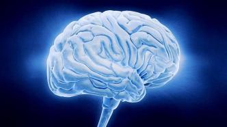 数千年间人类脑容量减少约10%，大脑怎么“丢”的？