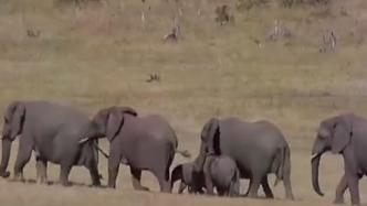 水源干涸！津巴布韦大象们集体出走