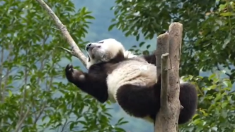 大熊猫细树枝平躺自在悠闲像大侠