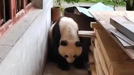 西安周至县村民家发现野生大熊猫
