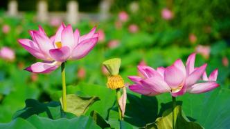 我國再遴選14個國家植物園候選園，納入國家植物園體系布局