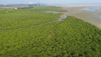 红树林从“林地”改属“湿地”面临新问题，广西：亟需修订法规