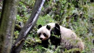 野生大熊猫到周至农户家里“做客”，民警投喂新鲜竹子守护