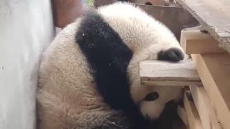 野生大熊猫躲进西安一村民家酣睡，林场称有腹泻症状正救助治疗