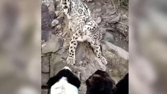 新疆库车：雪豹下山觅食与牧羊犬对峙