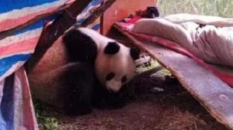 村民在大棚内发现野生熟睡大熊猫