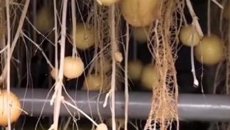 甘肃培育长在空中的土豆