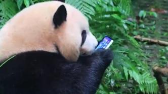 游客手机掉落被大熊猫啃咬，管理员用苹果引到一边