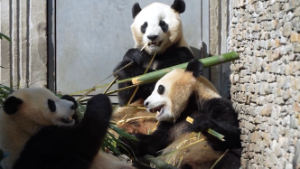 成都熊猫基地中秋、国庆节假期期间将实行限流入园