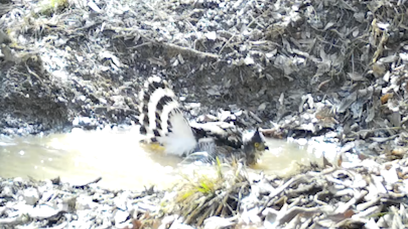 國(guó)家二級(jí)保護(hù)動(dòng)物鳳頭鷹野外洗澡,陽光照耀下如水中芭蕾
