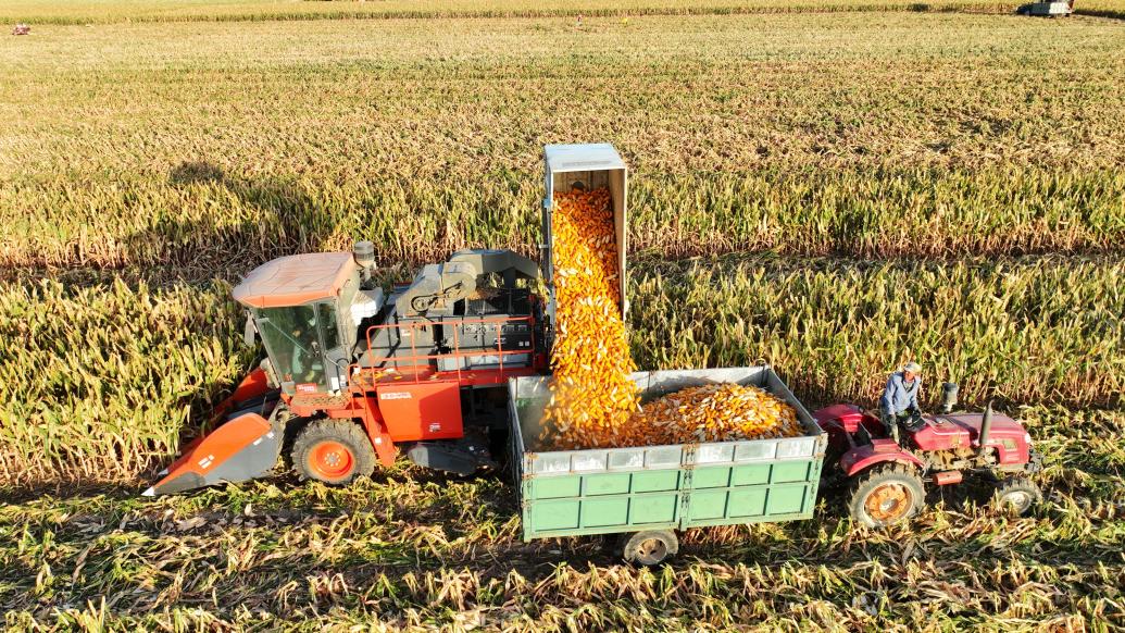 农业农村部：农情调度显示全国秋粮收获近两成