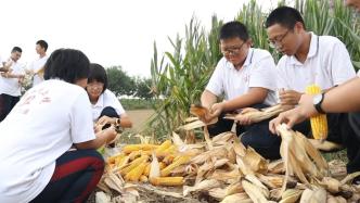中学生到生态教育实践基地收玉米：感受到了丰收的喜悦