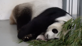 莫斯科动物园新生大熊猫幼崽满月，工作人员确认其性别为雌性