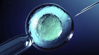 体外胚胎发育或将成为现实？美国FDA评估人造子宫技术