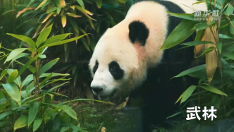 大熊猫“武林”“盟盟”即将与武汉游客见面