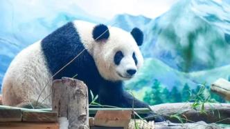 武汉动物园明日正式开园，将展出大熊猫武林和盟盟