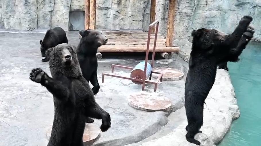 棕熊水世界、冰雪王国，上海野生动物园上新迎接“双节”