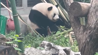 大熊猫“萌兰”一字马玩嗨一屁股坐下起不来了