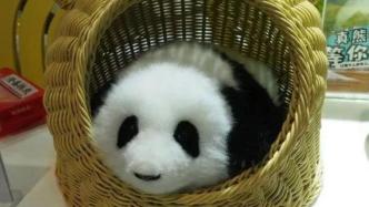 央视网就“熊猫频道×熊猫工厂”高仿真熊猫玩偶发布版权保护声明