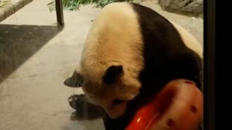旅美大熊猫“美香”“添添”和“小奇迹”将于年底按期回国