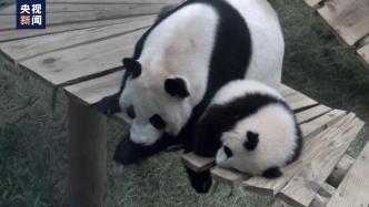 大熊猫“梵星”回国，荷兰民众依依惜别