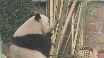 “萌兰”真顶流！北京动物园成了市内景区中的“人气王”