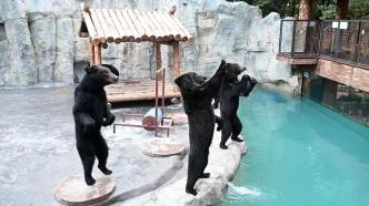 “上野马戏节、棕熊水世界”，上海野生动物园上新多个项目