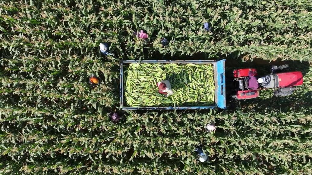 千城胜景|内蒙古杭锦旗:最是秋收风光好