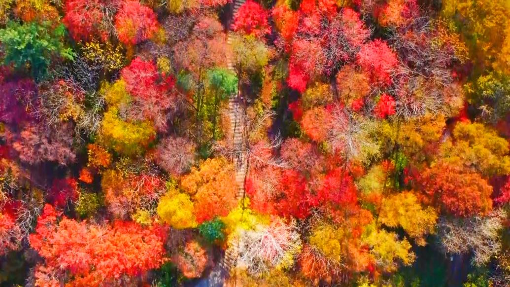 千城勝景|吉林蛟河:“秋天童話”紅葉谷