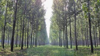 深化集体林权制度改革方案出炉，专家：对促进乡村振兴等有重大意义
