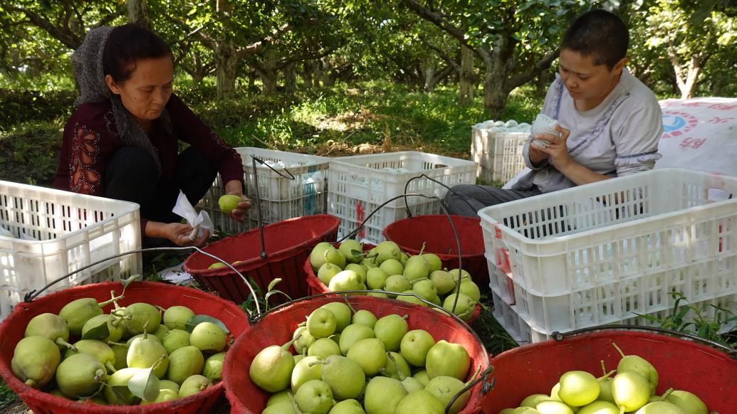 雙節前夕迎甜蜜豐收季，“果中王子” 庫爾勒香梨亮相上海