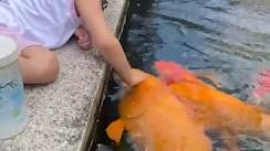 5岁女孩在池边喂50斤胖锦鲤，边喂边摸头