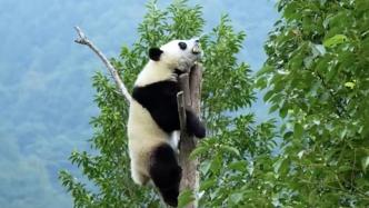 熊猫爬树不忘打包笋笋，网友：找个风景独好的地方吃独食