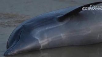 亚马孙河浮现上百具淡水豚尸体，疑与极端干旱和高温有关