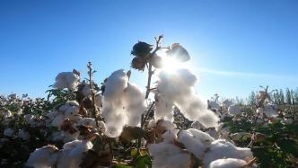 新疆玛纳斯74万亩棉花陆续开始采收