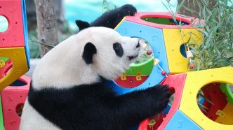 这个国庆，大熊猫“雪宝”“芊金”“康康”一起过生日啦！
