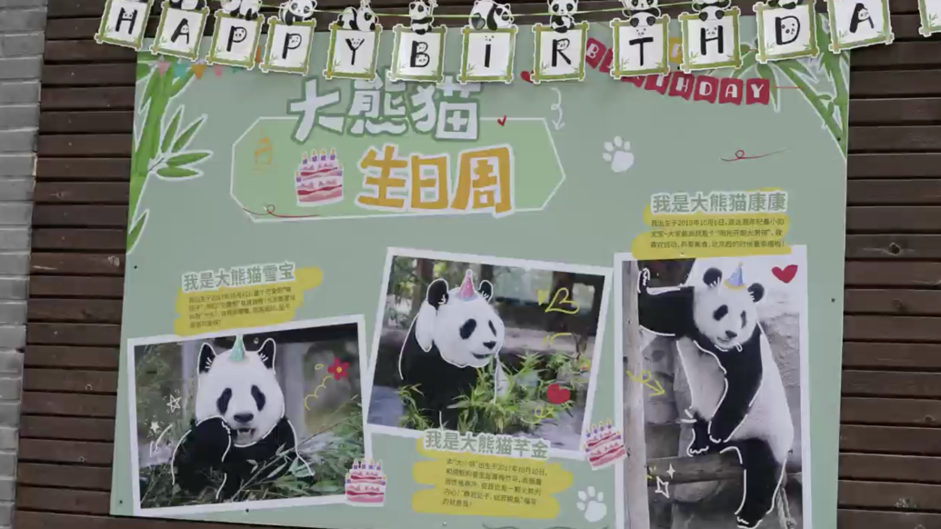 三只大熊猫在上海一起过生日啦，礼物是鲜花、美食和玩具