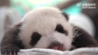 旅俄熊猫新生宝宝马上要睁眼啦