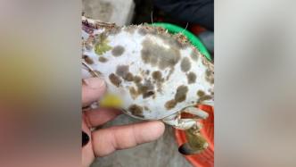 渔民连续2年捕获罕见野生白螃蟹