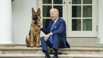 拜登宠物犬“司令”因多次咬伤工作人员被“逐出”白宫
