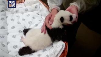 莫斯科：旅俄大熊猫“丁丁”幼崽睁眼，开始对光线有所反应