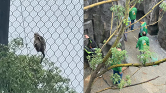 动物园猴子“越狱”疑似自己拔掉麻醉剂，游客：未伤人已抓捕