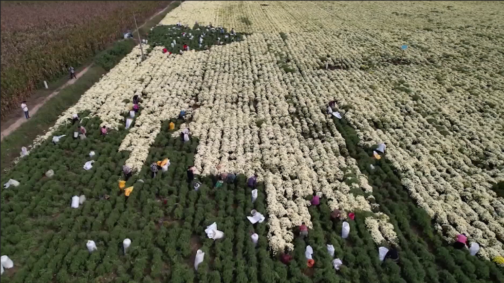 安徽淮北：菊花飘香采摘忙