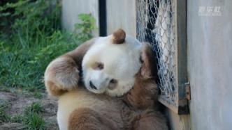 棕色大熊猫“七仔”静享秋日时光