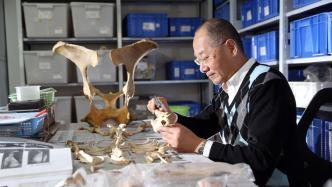 专访丨 动物考古学家袁靖：人类离开动物，几乎寸步难行